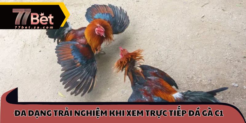 Đa dạng trải nghiệm khi xem trực tiếp đá gà C1
