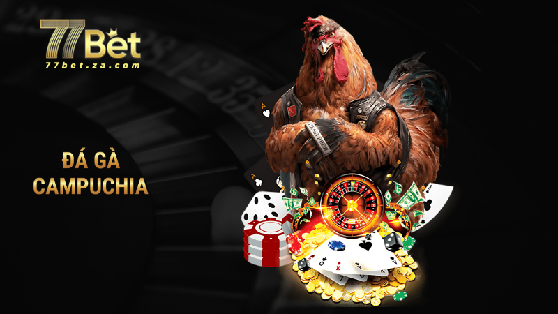Đá Gà campuchia - Cuộc Chiến Hấp Dẫn Trên Trường Quốc Tế Tại 77BET 1 đá gà campuchia