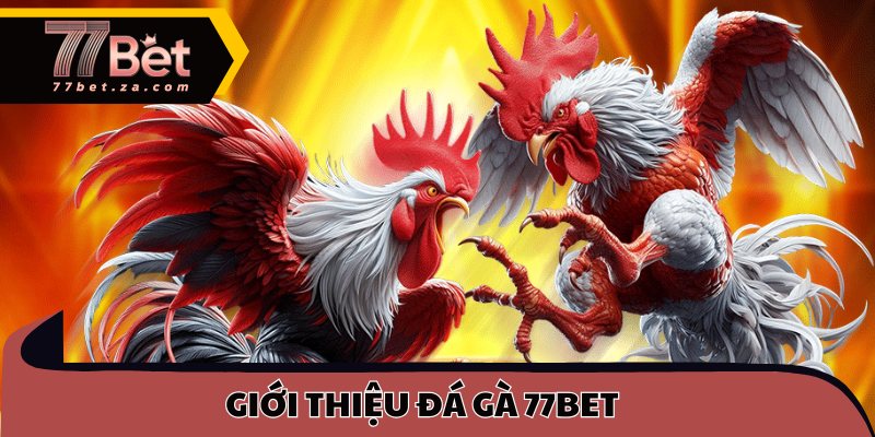 Giới thiệu đá gà 77BET