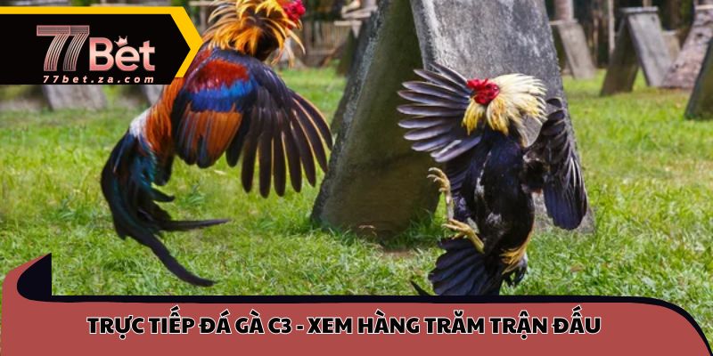 Trực tiếp đá gà C3 - Xem hàng trăm trận đấu